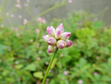 【花の写真】ミゾソバ(溝蕎麦) 【花の写真】ミゾソバ(溝蕎麦)の写真