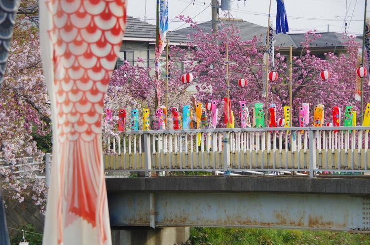 風待ちの鯉のぼり＜八王子・南浅川＞ 鯉のぼり,季節,春の写真素材