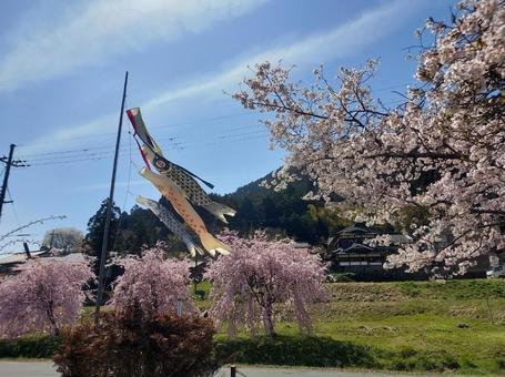 満開の桜と鯉のぼり 満開の桜と鯉のぼり 桜,満開,春の写真素材