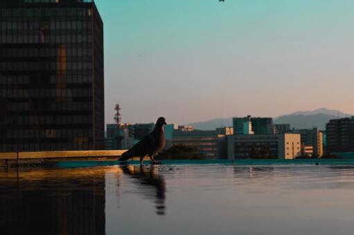 夕方の鳩 ビル,反射,市街地の写真素材