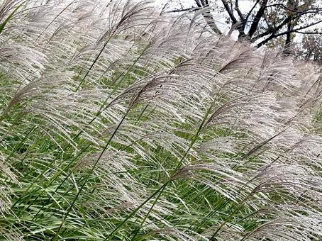 ススキ 秋,ススキ,穂の写真素材