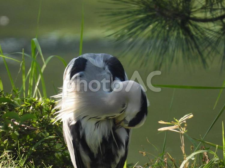 毛繕いするアオサギ 鳥,野鳥,さぎの写真素材