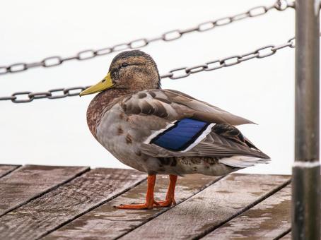 水辺のマガモ 水辺のマガモ マガモ,カモ,鴨の写真素材