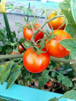 夏のまっかなトマト 夏のまっかなトマトの写真