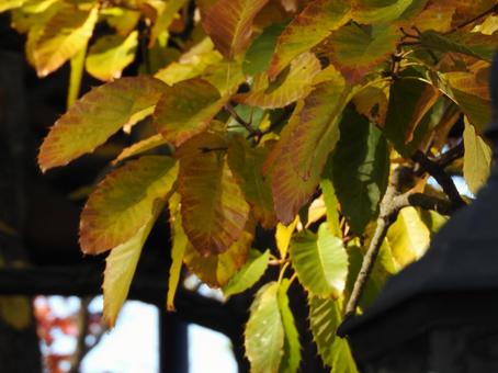 秋の風景 秋の風景の写真