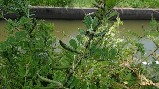 アブラムシの写真