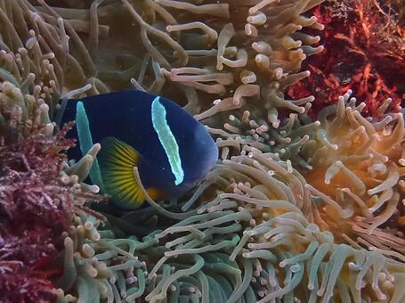 クマノミとイソギンチャク 魚,海,海中の写真素材