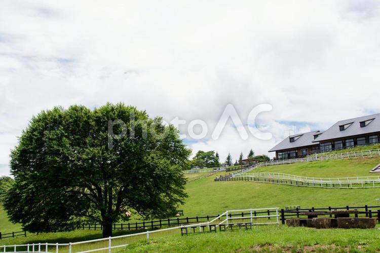 山梨県北杜市　八ヶ岳牧場 山梨,八ヶ岳牧場,北杜市の写真素材
