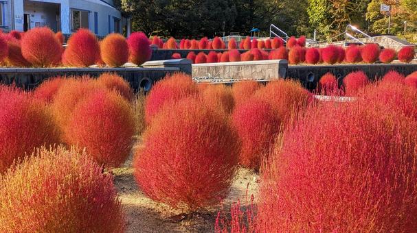 真紅の整列 コキア,ほうき草,秋の写真素材