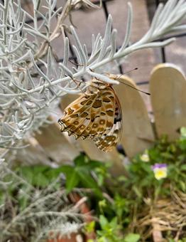 Photo, tsunaglo hiyomon, butterfly, insect, 