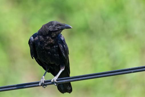 電線に留まるハシボソガラス 電線に留まるハシボソガラスの写真