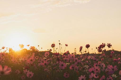 コスモス畑の日の出 コスモス畑の日の出 日の出,太陽,ゴールデンアワーの写真素材