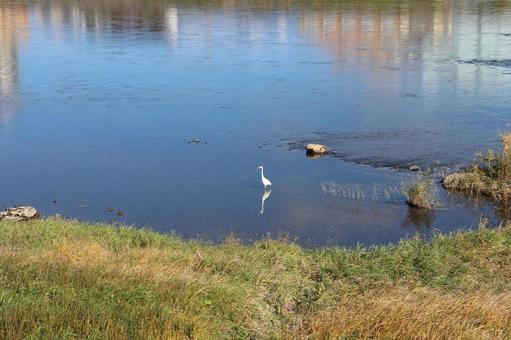 盛岡市内の散策　その１５ 川,野鳥,水面の写真素材