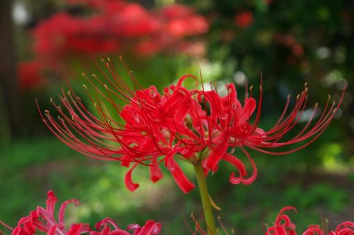深紅の彼岸花 彼岸花,曼珠沙華,花の写真素材