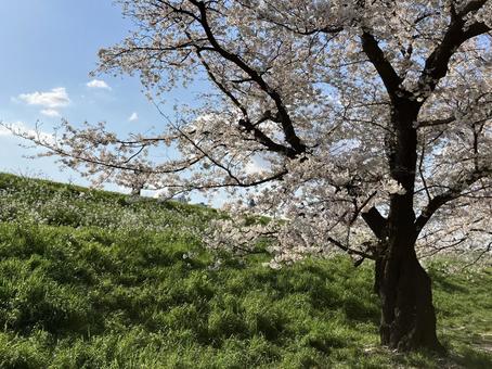 春の桜 春の桜 桜,満開,花の写真素材