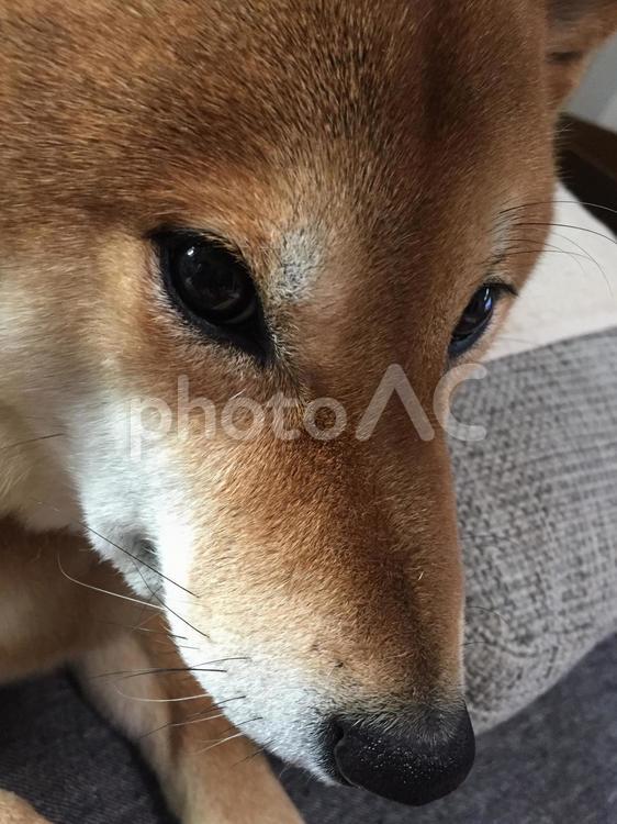 犬の横顔 犬,動物,可愛いの写真素材