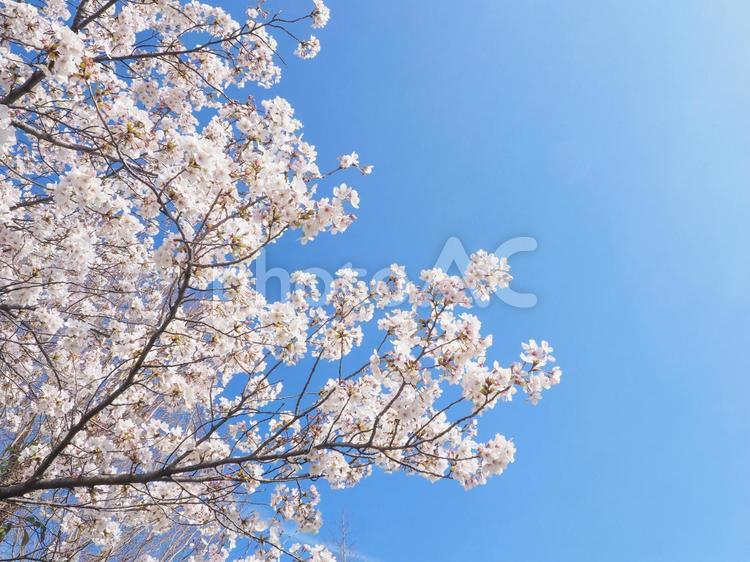 青空と桜　春イメージ 桜,満開,青空の写真素材