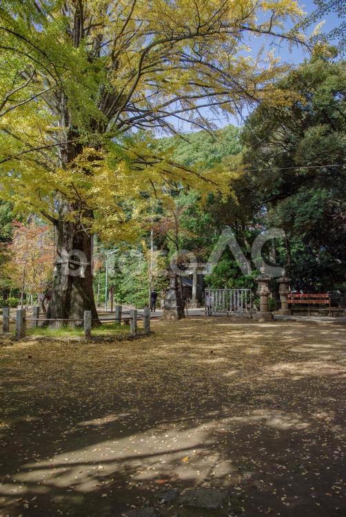 秋の紅葉が美しい赤坂氷川神社の境内 紅葉,銀杏,秋の写真素材