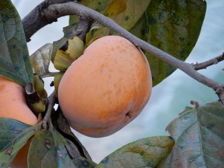 【風景写真】柿の実 柿,カキ,葉の写真素材