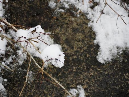 雪 枝の上で凍る 冬 日本 風景 雪 枝の上で凍る 冬 日本 風景 積雪,凍結,冬の写真素材