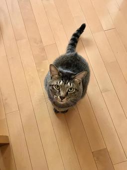 見上げる猫ちゃん 猫,家猫,保護猫の写真素材