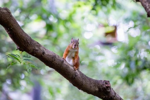 ニホンリス 井の頭動物園 ニホンリス 井の頭動物園 ニホンリス,リス,動物の写真素材