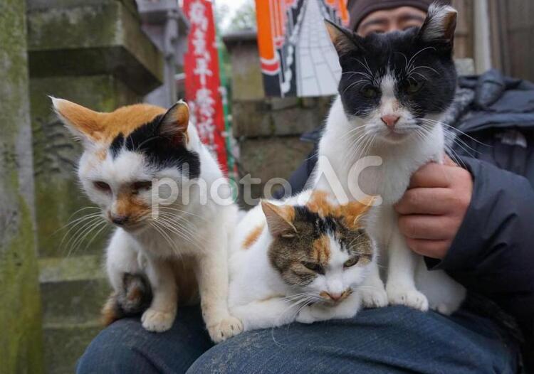 膝の上で仲良しな猫たち　ネコ　ねこ　動物　生き物 猫,ネコ,ねこの写真素材