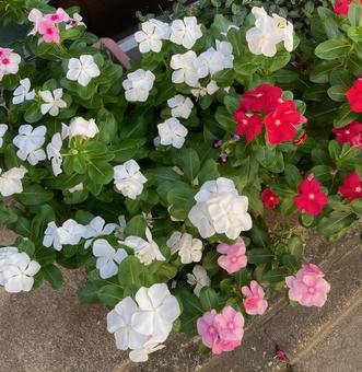 カラフルな花 カラフルな花の写真