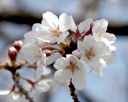 サクラ 'ソメイヨシノ' サクラ 'ソメイヨシノ' サクラ,ソメイヨシノ,桜の写真素材