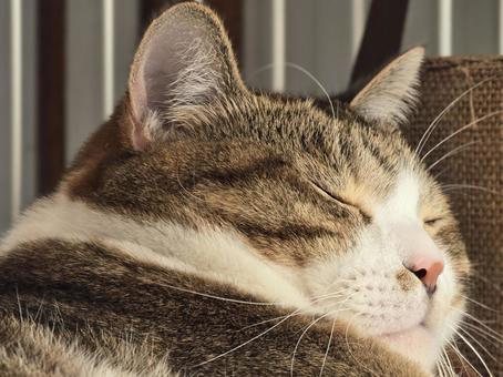 まどろむ猫 猫,ネコ,ペットの写真素材