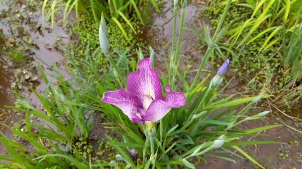 Iris flowers, JPG