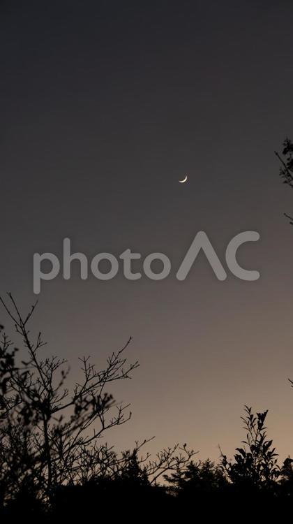 枝先にとまる月 木の枝,三日月,夜空の写真素材
