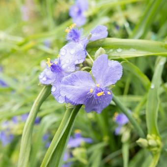 花写真 ツユクサ 花写真 ツユクサ 花,草,植物の写真素材