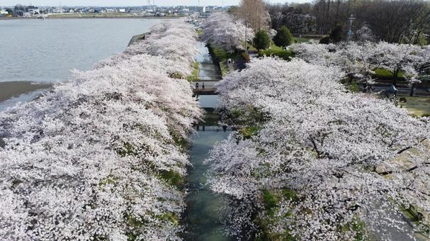 伊佐沼公園 桜並木 伊佐沼公園 桜並木 桜,春,自然の写真素材