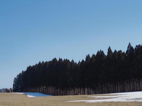 Photo, forest, coniferous trees, hokkaido, 