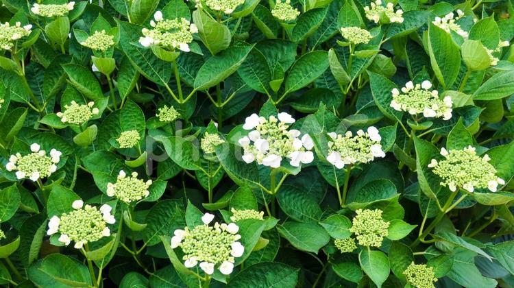 植物テキスタイル背景　紫陽花の蕾 紫陽花,アジサイ,花の写真素材