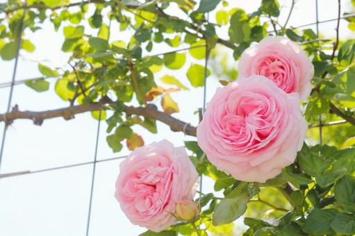 ピンクのバラ ピンクのバラ バラ,花,つるの写真素材