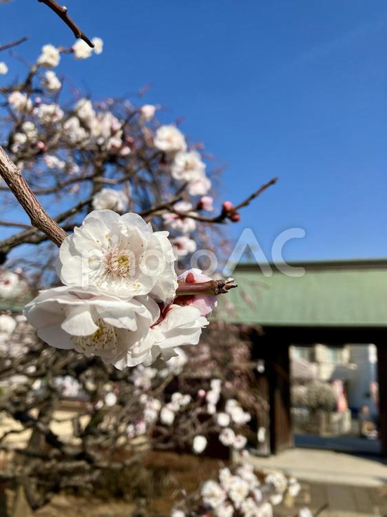 青空に映える美しい桜と日本家屋 桜,花,ピンクの写真素材