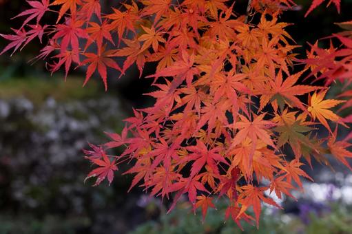 もみじ 秋,もみじ,モミジの写真素材