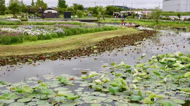 Photo, iris, iryo festival, flower, 