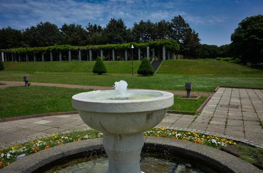 初夏の前田森林公園 初夏の前田森林公園の写真