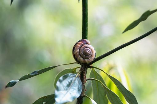 枝で眠るカタツムリ 枝で眠るカタツムリ カタツムリ,蝸牛,虫の写真素材