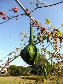 大船フラワーセンター展示の恐竜ひょうたん ひょうたん,恐竜,表面の写真素材
