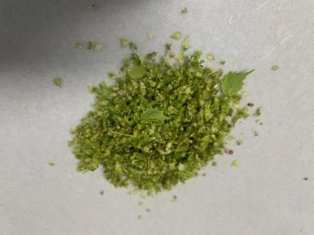 しその実 青じそ 収穫 塩漬け  しその実 青じそ 収穫 塩漬け の写真