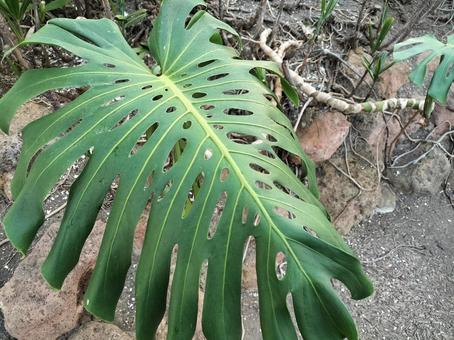 モンステラの葉 モンステラ,葉,観葉植物の写真素材