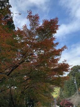 紅葉 紅葉の写真