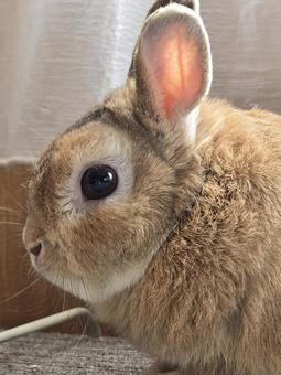うさぎの横顔 うさぎの横顔 うさぎ,ウサギ,草食動物の写真素材