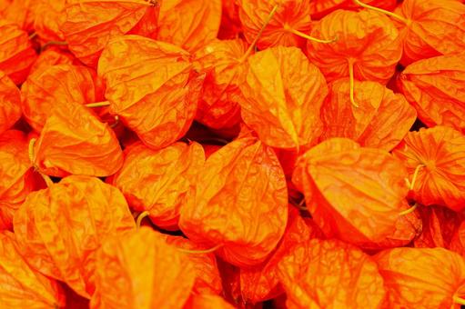 Ground cherries, Bon Festival, JPG Ground cherries, Bon Festival, JPG