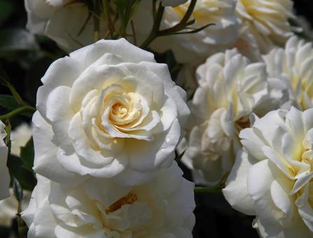 バラ ファビュラス! バラ ファビュラス! バラ,ファビュラス!,薔薇の写真素材