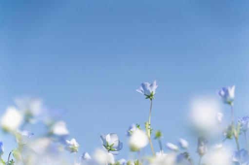 青空とネモフィラの春風景② 青空とネモフィラの春風景② ネモフィラ,青空,花畑の写真素材